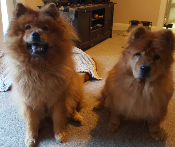 Dia 26 de agosto é dia mundial dos amigos de quatro patas. E, para comemora, as redes sociais estão cheias de fotos lindas e muito amor pelos pets