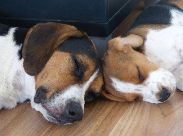 Dia 26 de agosto é dia mundial dos amigos de quatro patas. E, para comemora, as redes sociais estão cheias de fotos lindas e muito amor pelos pets