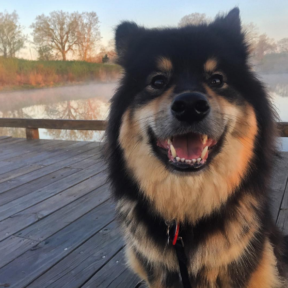 Dia 26 de agosto é dia mundial dos amigos de quatro patas. E, para comemora, as redes sociais estão cheias de fotos lindas e muito amor pelos pets