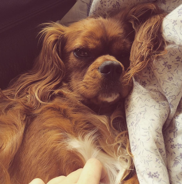Dia 26 de agosto é dia mundial dos amigos de quatro patas. E, para comemora, as redes sociais estão cheias de fotos lindas e muito amor pelos pets