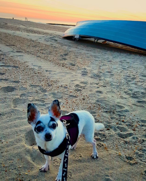 Dia 26 de agosto é dia mundial dos amigos de quatro patas. E, para comemora, as redes sociais estão cheias de fotos lindas e muito amor pelos pets