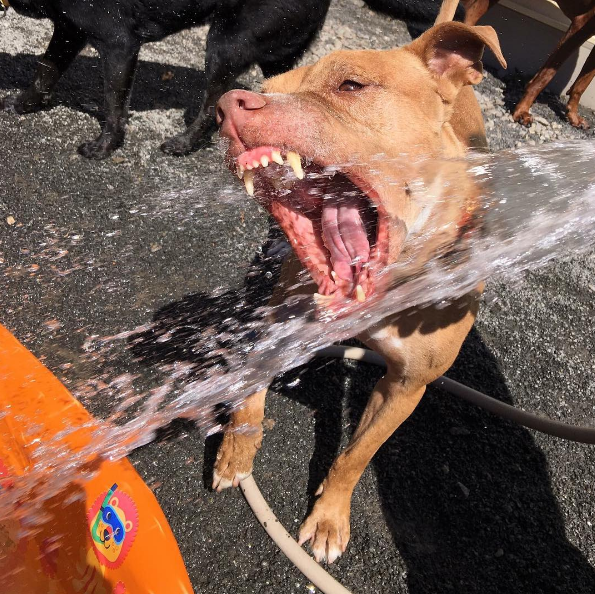 Dia 26 de agosto é dia mundial dos amigos de quatro patas. E, para comemora, as redes sociais estão cheias de fotos lindas e muito amor pelos pets