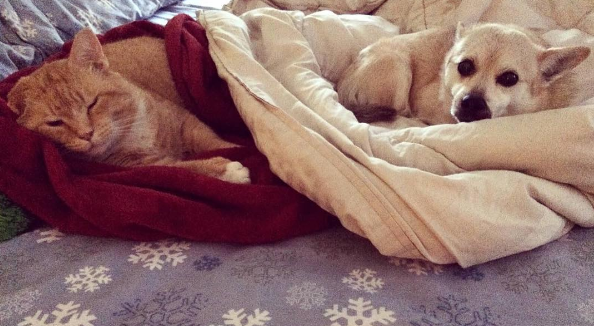 Dia 26 de agosto é dia mundial dos amigos de quatro patas. E, para comemora, as redes sociais estão cheias de fotos lindas e muito amor pelos pets