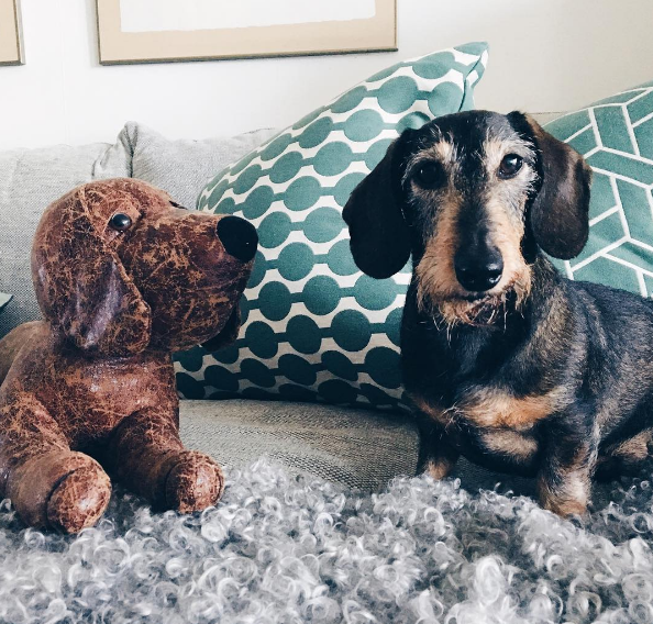 Dia 26 de agosto é dia mundial dos amigos de quatro patas. E, para comemora, as redes sociais estão cheias de fotos lindas e muito amor pelos pets