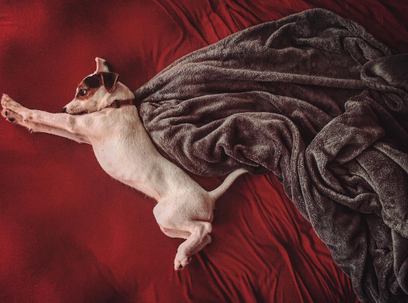 Dia 26 de agosto é dia mundial dos amigos de quatro patas. E, para comemora, as redes sociais estão cheias de fotos lindas e muito amor pelos pets