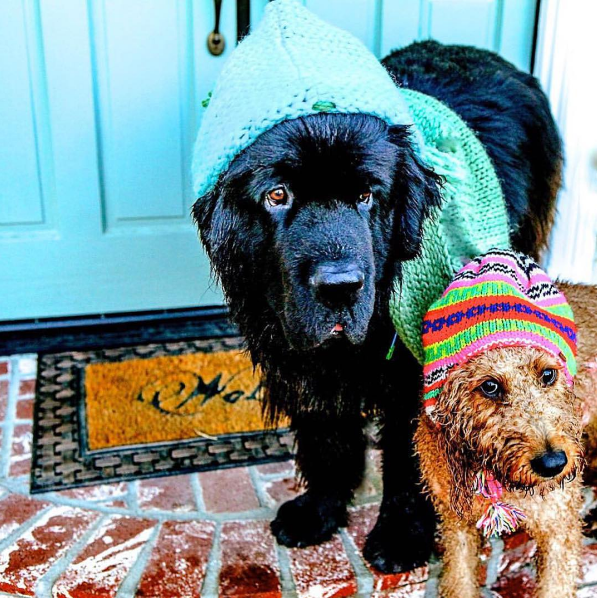 Dia 26 de agosto é dia mundial dos amigos de quatro patas. E, para comemora, as redes sociais estão cheias de fotos lindas e muito amor pelos pets