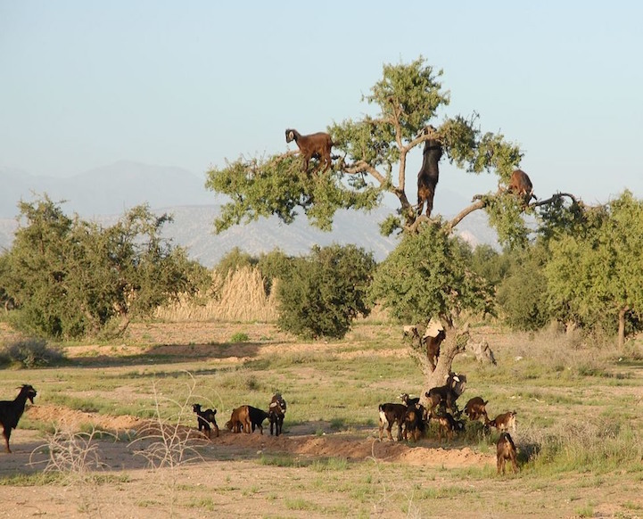 Cabras do Marrocos que sobem em árvores 