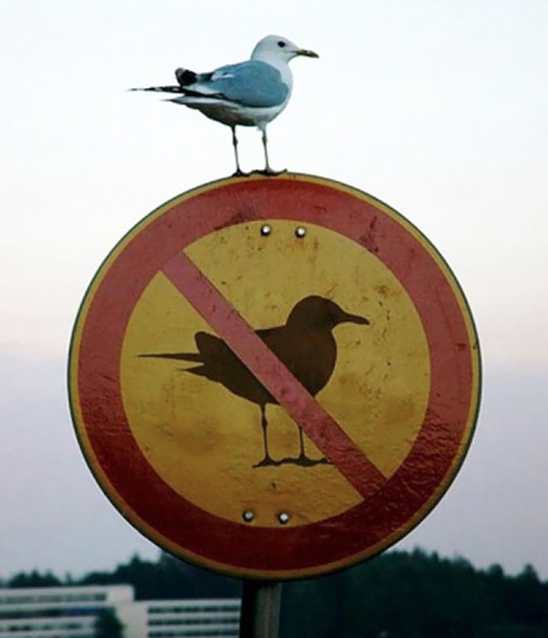 Rebeldes de coração quebram todas as regras