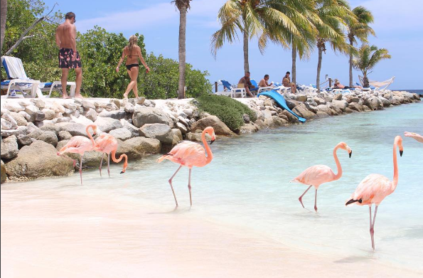 A ilha de Renaissance, que abriga o hotel de mesmo nome, fica em Aruba, no Caribe, e é lar de dezenas de flamingos cor de rosa. Além da água transparente, os turistas podem aproveitar ainda o convívio com os animais! Para entrar na ilha é preciso ser hóspede do resort ou pagar uma diária para ver toda esta beleza da natureza!