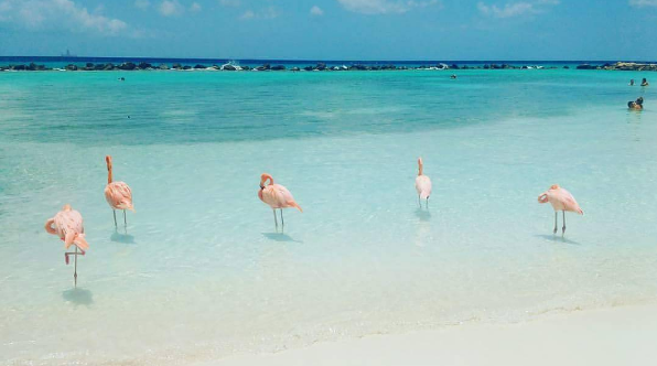 A ilha de Renaissance, que abriga o hotel de mesmo nome, fica em Aruba, no Caribe, e é lar de dezenas de flamingos cor de rosa. Além da água transparente, os turistas podem aproveitar ainda o convívio com os animais! Para entrar na ilha é preciso ser hóspede do resort ou pagar uma diária para ver toda esta beleza da natureza!