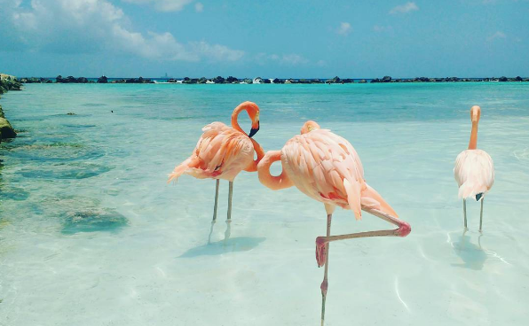 A ilha de Renaissance, que abriga o hotel de mesmo nome, fica em Aruba, no Caribe, e é lar de dezenas de flamingos cor de rosa. Além da água transparente, os turistas podem aproveitar ainda o convívio com os animais! Para entrar na ilha é preciso ser hóspede do resort ou pagar uma diária para ver toda esta beleza da natureza!