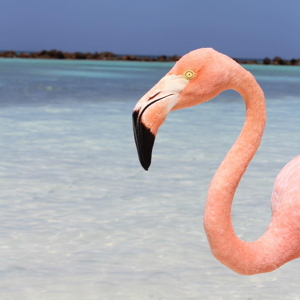 A ilha de Renaissance, que abriga o hotel de mesmo nome, fica em Aruba, no Caribe, e é lar de dezenas de flamingos cor de rosa. Além da água transparente, os turistas podem aproveitar ainda o convívio com os animais! Para entrar na ilha é preciso ser hóspede do resort ou pagar uma diária para ver toda esta beleza da natureza!