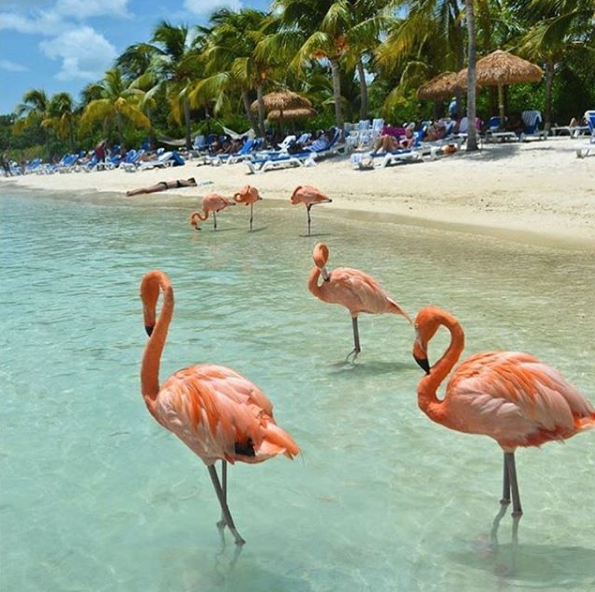 A ilha de Renaissance, que abriga o hotel de mesmo nome, fica em Aruba, no Caribe, e é lar de dezenas de flamingos cor de rosa. Além da água transparente, os turistas podem aproveitar ainda o convívio com os animais! Para entrar na ilha é preciso ser hóspede do resort ou pagar uma diária para ver toda esta beleza da natureza!