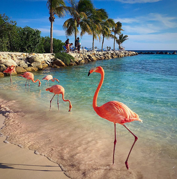 A ilha de Renaissance, que abriga o hotel de mesmo nome, fica em Aruba, no Caribe, e é lar de dezenas de flamingos cor de rosa. Além da água transparente, os turistas podem aproveitar ainda o convívio com os animais! Para entrar na ilha é preciso ser hóspede do resort ou pagar uma diária para ver toda esta beleza da natureza!