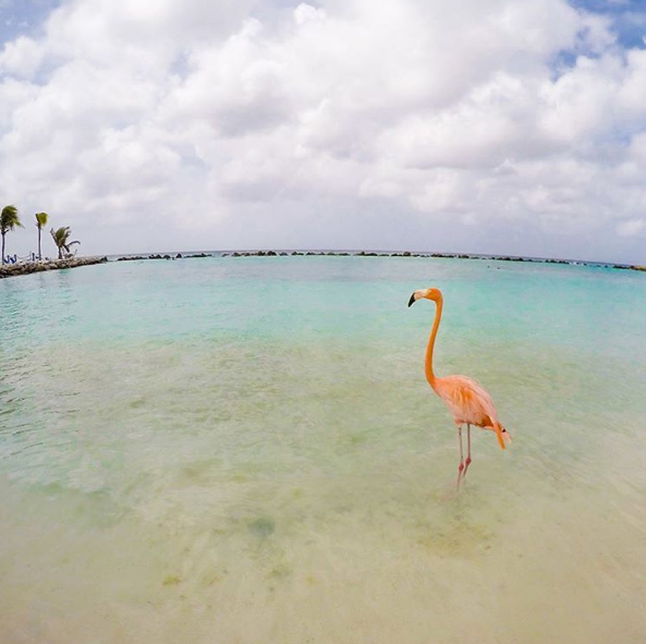 A ilha de Renaissance, que abriga o hotel de mesmo nome, fica em Aruba, no Caribe, e é lar de dezenas de flamingos cor de rosa. Além da água transparente, os turistas podem aproveitar ainda o convívio com os animais! Para entrar na ilha é preciso ser hóspede do resort ou pagar uma diária para ver toda esta beleza da natureza!