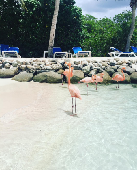 A ilha de Renaissance, que abriga o hotel de mesmo nome, fica em Aruba, no Caribe, e é lar de dezenas de flamingos cor de rosa. Além da água transparente, os turistas podem aproveitar ainda o convívio com os animais! Para entrar na ilha é preciso ser hóspede do resort ou pagar uma diária para ver toda esta beleza da natureza!