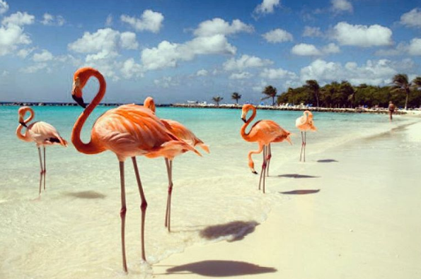 A ilha de Renaissance, que abriga o hotel de mesmo nome, fica em Aruba, no Caribe, e é lar de dezenas de flamingos cor de rosa. Além da água transparente, os turistas podem aproveitar ainda o convívio com os animais! Para entrar na ilha é preciso ser hóspede do resort ou pagar uma diária para ver toda esta beleza da natureza!