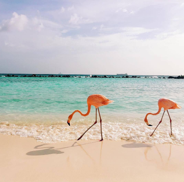 A ilha de Renaissance, que abriga o hotel de mesmo nome, fica em Aruba, no Caribe, e é lar de dezenas de flamingos cor de rosa. Além da água transparente, os turistas podem aproveitar ainda o convívio com os animais! Para entrar na ilha é preciso ser hóspede do resort ou pagar uma diária para ver toda esta beleza da natureza!