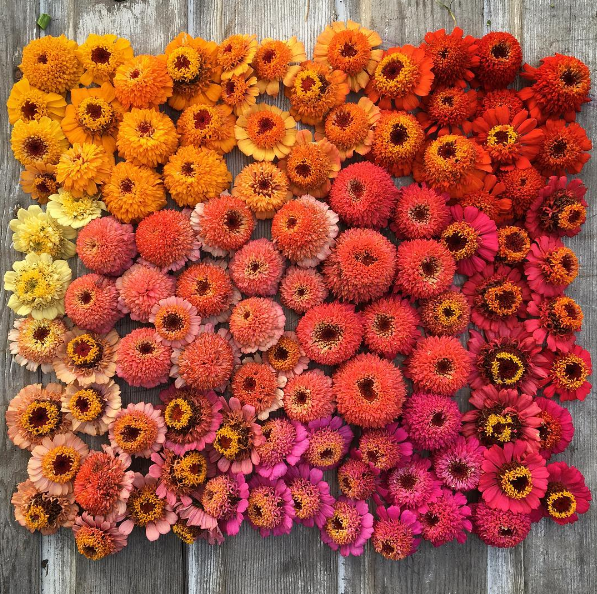 A americana Erin Benzakein desistiu da cidade grande, mudou-se para o interior com as filhas e criou uma fazenda que produz flores maravilhosas, além de um centro de botânica para cursos. Tudo é registrado por fotógrafos profissionais em fotos incríveis!