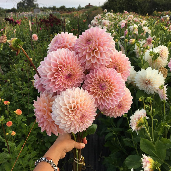 A americana Erin Benzakein desistiu da cidade grande, mudou-se para o interior com as filhas e criou uma fazenda que produz flores maravilhosas, além de um centro de botânica para cursos. Tudo é registrado por fotógrafos profissionais em fotos incríveis!