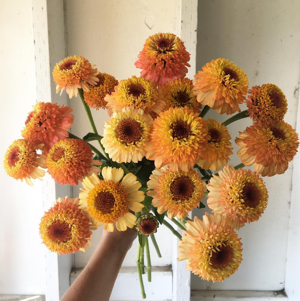 A americana Erin Benzakein desistiu da cidade grande, mudou-se para o interior com as filhas e criou uma fazenda que produz flores maravilhosas, além de um centro de botânica para cursos. Tudo é registrado por fotógrafos profissionais em fotos incríveis!