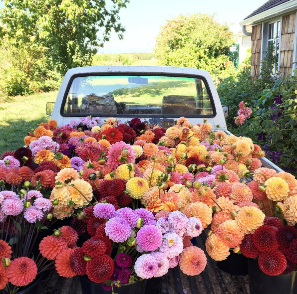 A americana Erin Benzakein desistiu da cidade grande, mudou-se para o interior com as filhas e criou uma fazenda que produz flores maravilhosas, além de um centro de botânica para cursos. Tudo é registrado por fotógrafos profissionais em fotos incríveis!