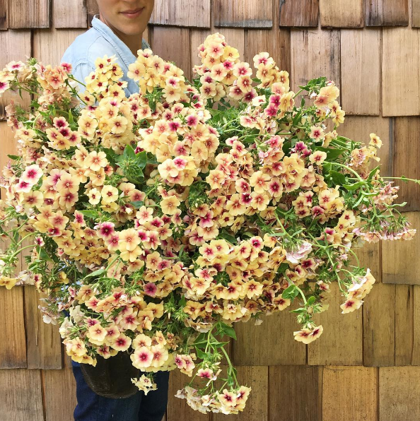 A americana Erin Benzakein desistiu da cidade grande, mudou-se para o interior com as filhas e criou uma fazenda que produz flores maravilhosas, além de um centro de botânica para cursos. Tudo é registrado por fotógrafos profissionais em fotos incríveis!