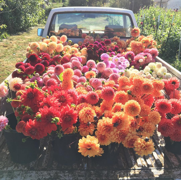 A americana Erin Benzakein desistiu da cidade grande, mudou-se para o interior com as filhas e criou uma fazenda que produz flores maravilhosas, além de um centro de botânica para cursos. Tudo é registrado por fotógrafos profissionais em fotos incríveis!