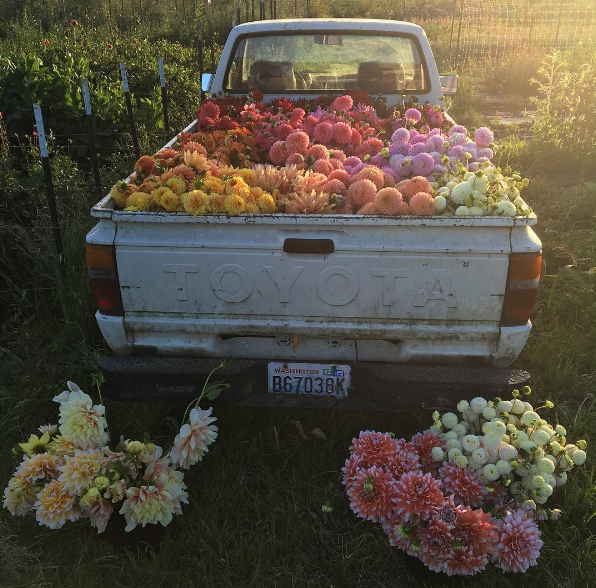 A americana Erin Benzakein desistiu da cidade grande, mudou-se para o interior com as filhas e criou uma fazenda que produz flores maravilhosas, além de um centro de botânica para cursos. Tudo é registrado por fotógrafos profissionais em fotos incríveis!