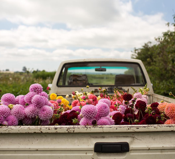 A americana Erin Benzakein desistiu da cidade grande, mudou-se para o interior com as filhas e criou uma fazenda que produz flores maravilhosas, além de um centro de botânica para cursos. Tudo é registrado por fotógrafos profissionais em fotos incríveis!