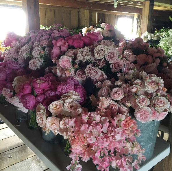 A americana Erin Benzakein desistiu da cidade grande, mudou-se para o interior com as filhas e criou uma fazenda que produz flores maravilhosas, além de um centro de botânica para cursos. Tudo é registrado por fotógrafos profissionais em fotos incríveis!