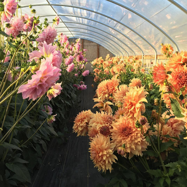 A americana Erin Benzakein desistiu da cidade grande, mudou-se para o interior com as filhas e criou uma fazenda que produz flores maravilhosas, além de um centro de botânica para cursos. Tudo é registrado por fotógrafos profissionais em fotos incríveis!