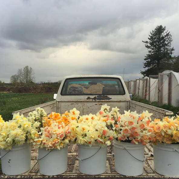 A americana Erin Benzakein desistiu da cidade grande, mudou-se para o interior com as filhas e criou uma fazenda que produz flores maravilhosas, além de um centro de botânica para cursos. Tudo é registrado por fotógrafos profissionais em fotos incríveis!