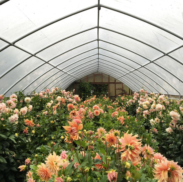 A americana Erin Benzakein desistiu da cidade grande, mudou-se para o interior com as filhas e criou uma fazenda que produz flores maravilhosas, além de um centro de botânica para cursos. Tudo é registrado por fotógrafos profissionais em fotos incríveis!