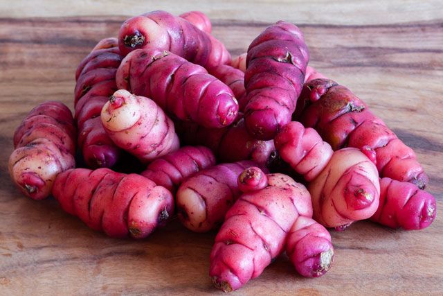 Este vegetal é uma miniatura de outros turbéculos e é originário e muito consumido na Nova Zelândia.