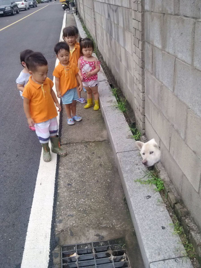 Catioros desesperados para falar oi