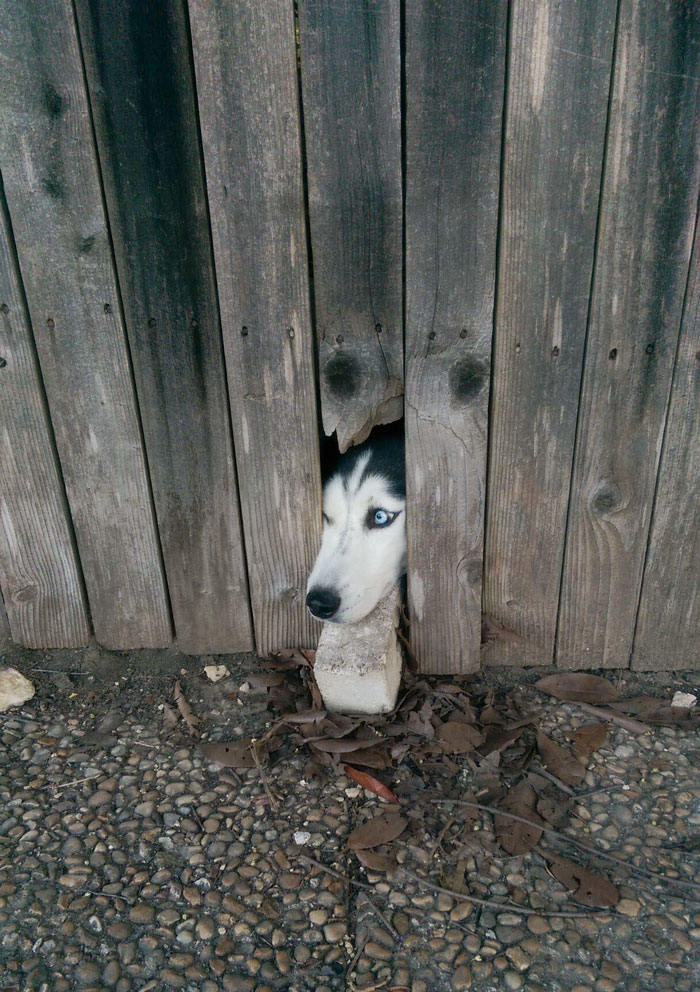 Catioros desesperados para falar oi