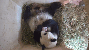 Panda gigante dá à luz filhotes gêmeos