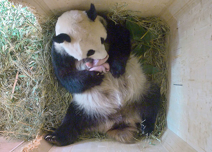 Panda gigante dá à luz filhotes gêmeos