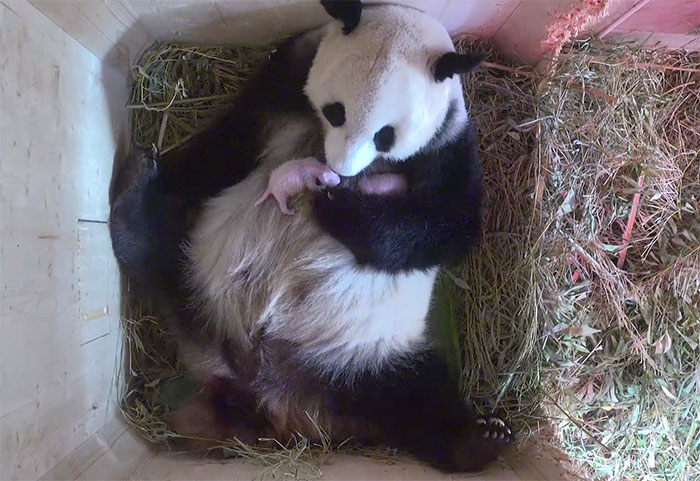 Panda gigante dá à luz filhotes gêmeos