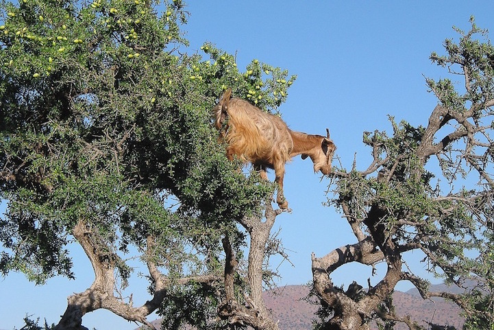 Cabras do Marrocos que sobem em árvores 