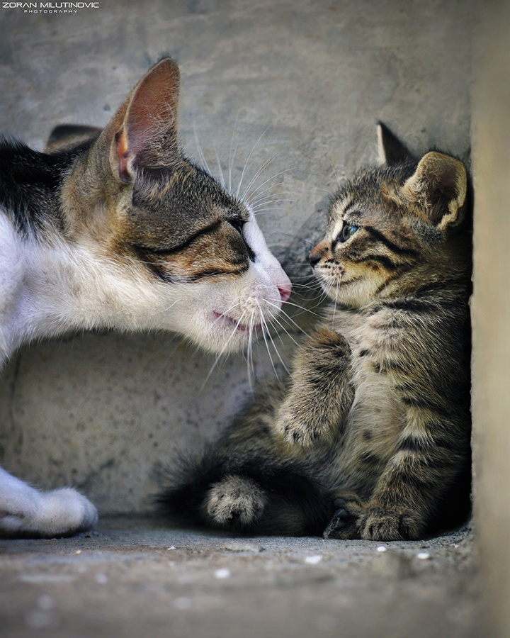 Zoran Milutinovic é especialista em fotografar gatos