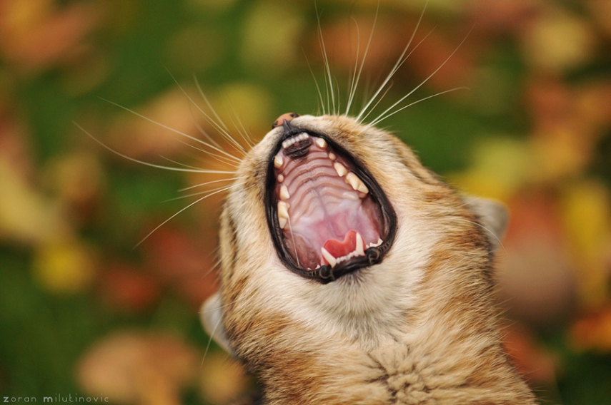 13. Quando as pessoas veem fotos de gatos bocejando, sempre acham que o fotógrafo teve sorte. Pela minha experiência, quando um gato acorda, ele boceja cerca de 34 vezes. Então, essa é a hora certa de conseguir essa foto.