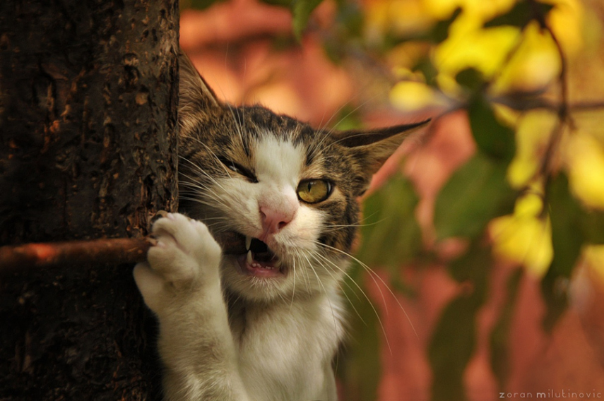 Zoran Milutinovic é especialista em fotografar gatos