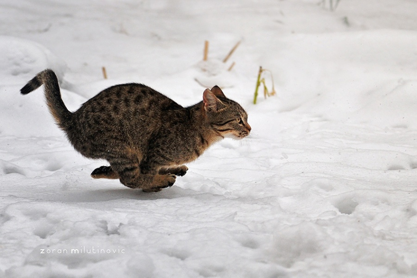 7. Não é vergonha usar o modo automático para tirar fotos de gatos correndo ou em movimento.