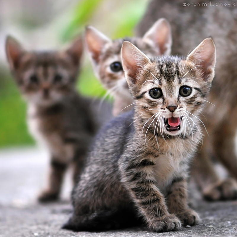 Zoran Milutinovic é especialista em fotografar gatos