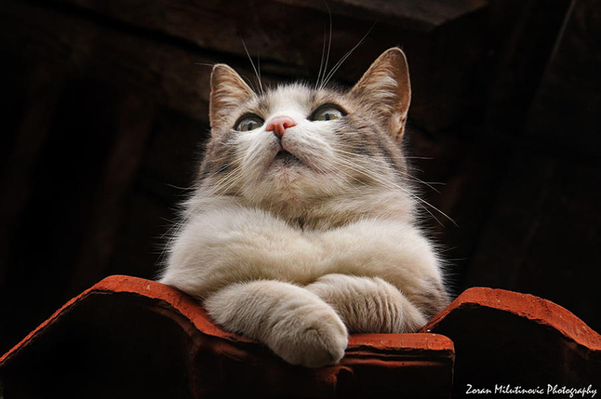 Zoran Milutinovic é especialista em fotografar gatos