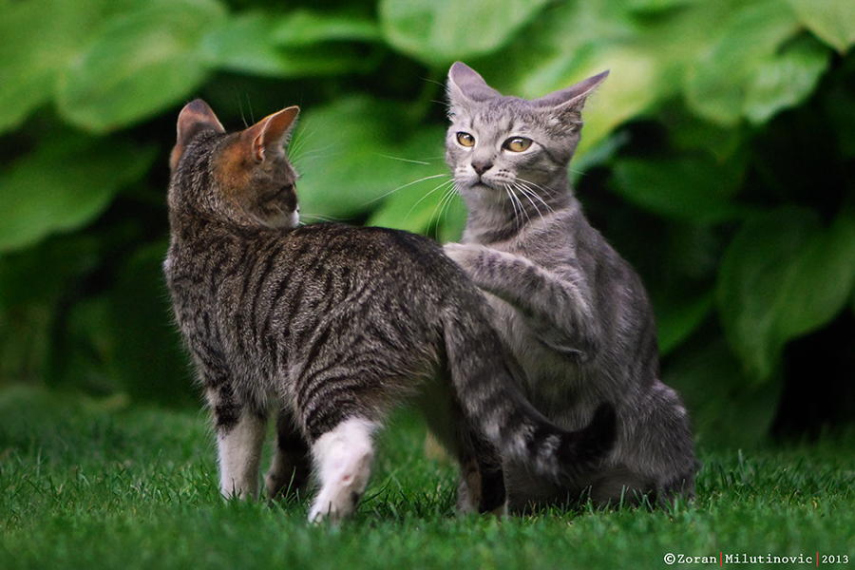 Zoran Milutinovic é especialista em fotografar gatos