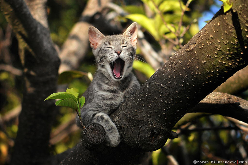 14. Para capturar momentos engraçados quando ele estiver dormindo, não faça barulho. Gatos são capazes de dormir nos lugares e posições mais insanas.