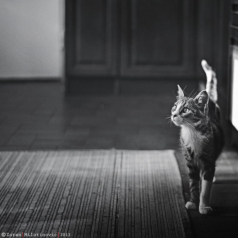 Zoran Milutinovic é especialista em fotografar gatos